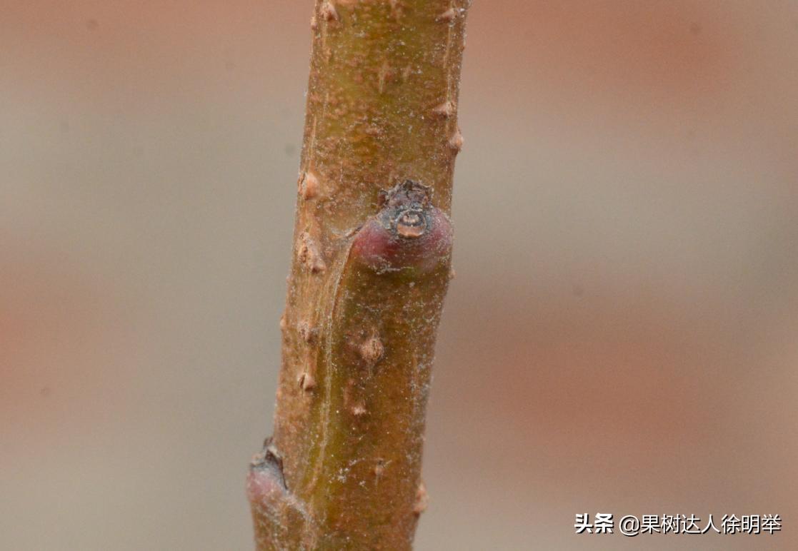 桃养人，可要种好桃，这些桃的特性要了解