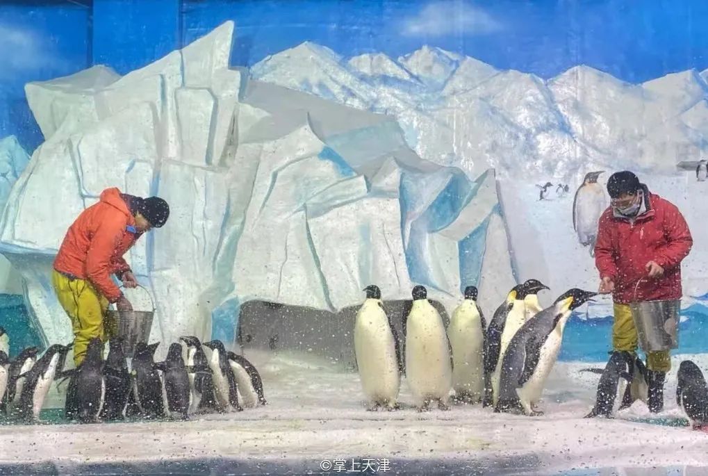 天津海昌极地海洋世界年票,天津海昌极地海洋99票价真实性
