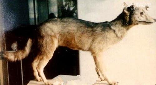 狼图腾大揭秘,狼图腾狼行天下