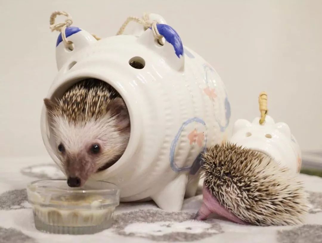 养一只戏精宠物是什么体验,养了一只小狐狸是什么体验