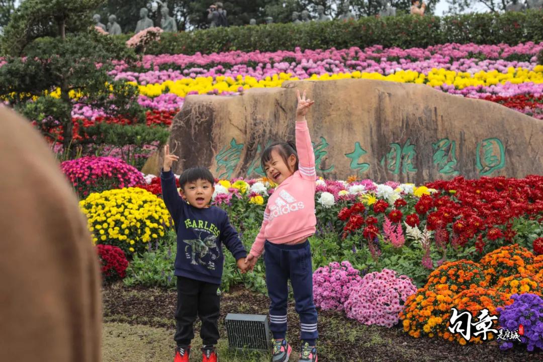 兴化千垛菊花海,广州海心沙菊花海