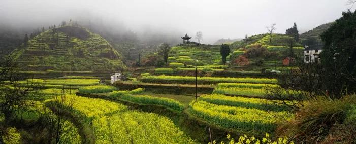 黄山踏青油菜花图片,黄山油菜花景观进入最佳观赏期