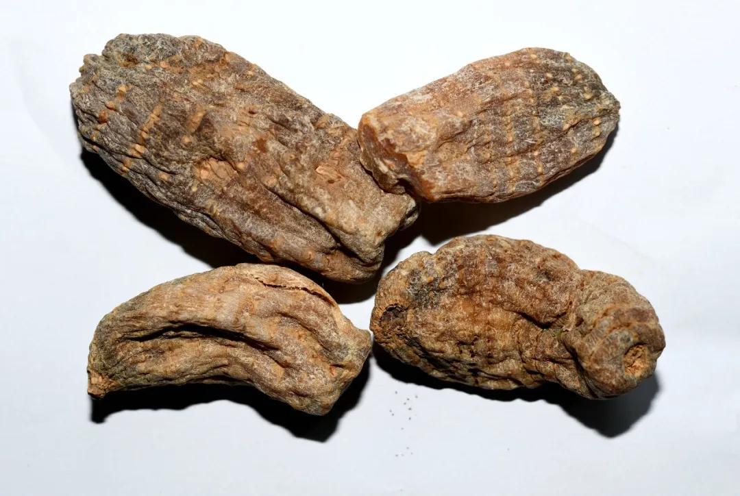 林草科普图片,林草科普