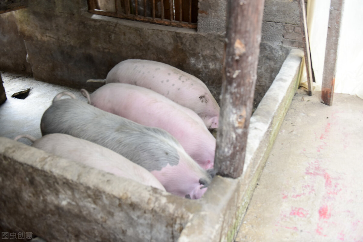 猪食盐中毒用什么药,肥猪食盐中毒症状