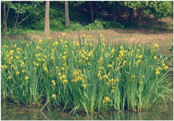 古人如何处理有毒食物的,其实古人饮食更毒