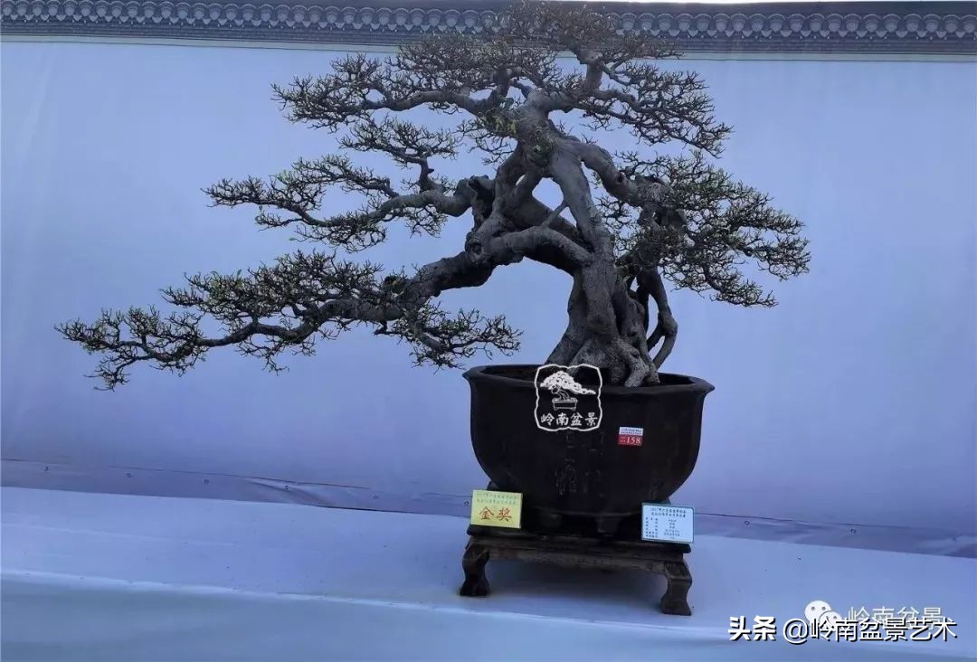 我喜欢的榕树盆景,泉州榕树盆景