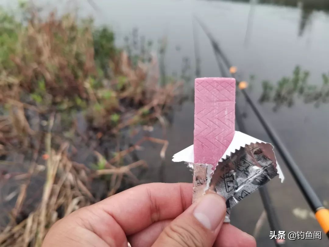 口香糖能钓到鱼吗？野河小测4小时，效果十分稳定