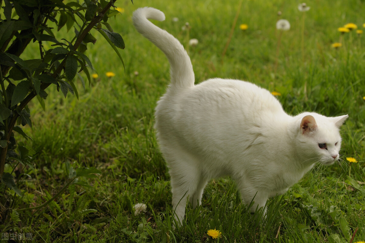 猫咪毛球症会导致吐红水吗,毛球症猫咪吃了化毛膏吐了