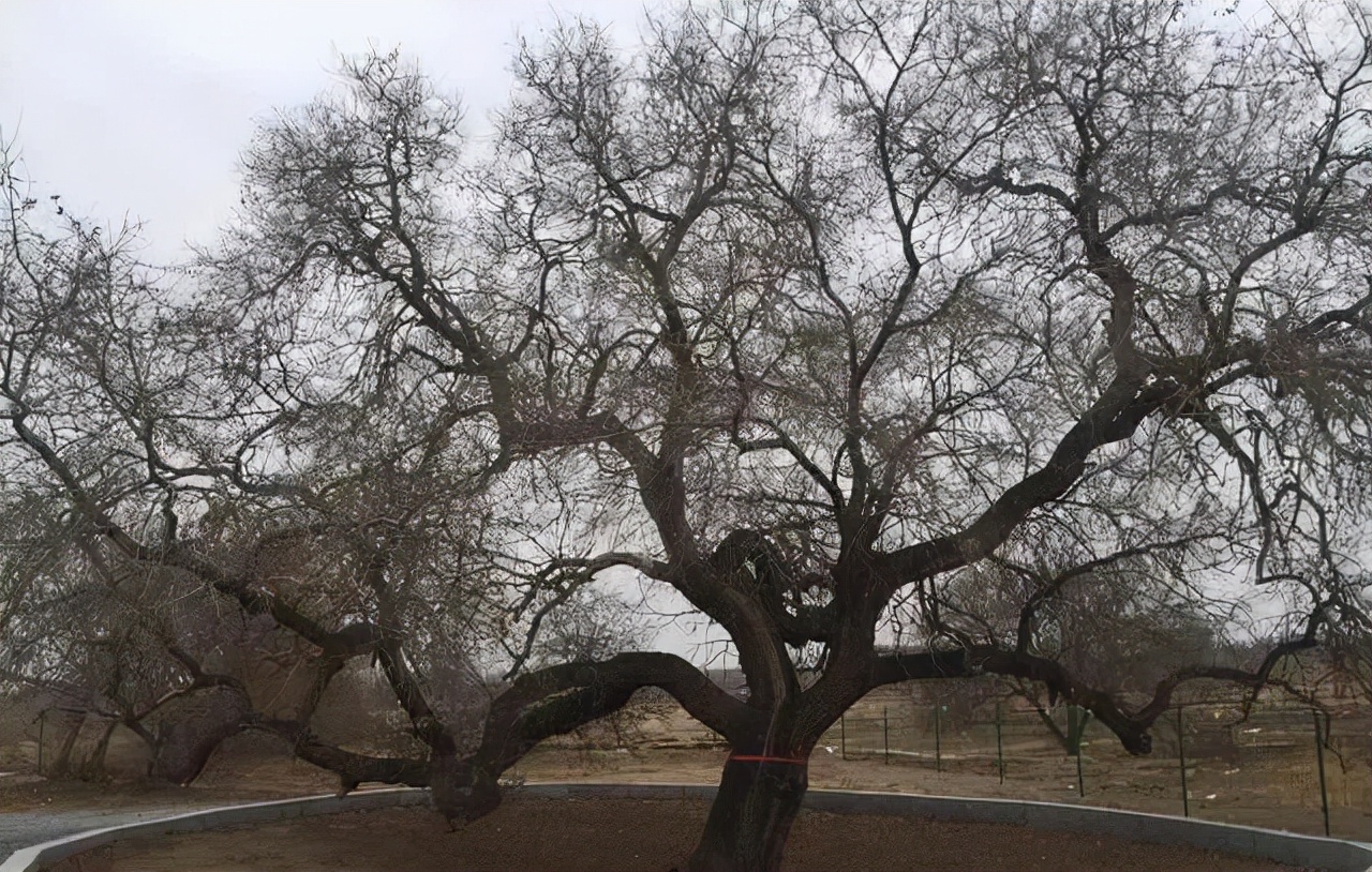 齐齐哈尔有哪些传说,齐齐哈尔黑龙传说