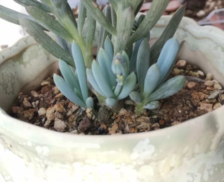 多肉一个月对比照,多肉30天前后对比图