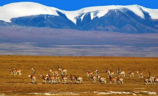 青藏线进藏最新路况,为什么进藏最好不走青藏线