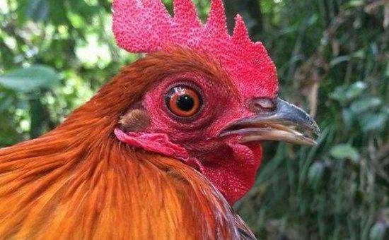 鸡为什么喜欢啄泡沫,鸡为什么喜欢啄泡沫塑料