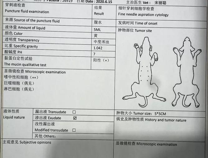猫咪生病铲屎官上班怎么办,铲屎官治什么病