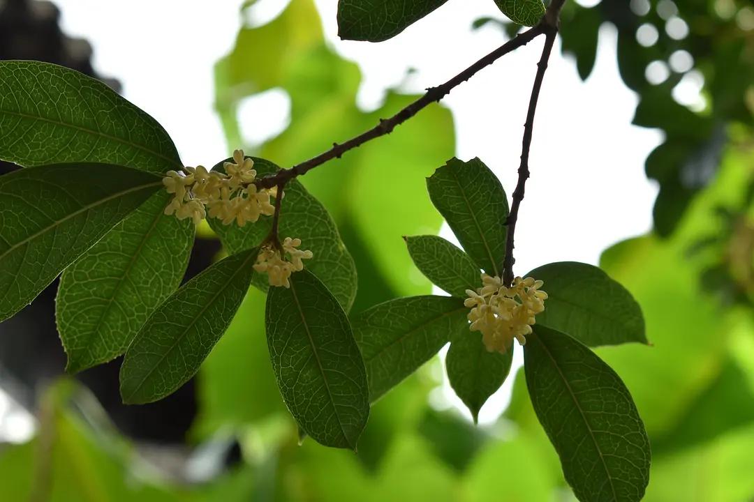 苏州城东北隅的赏桂佳处——耦园