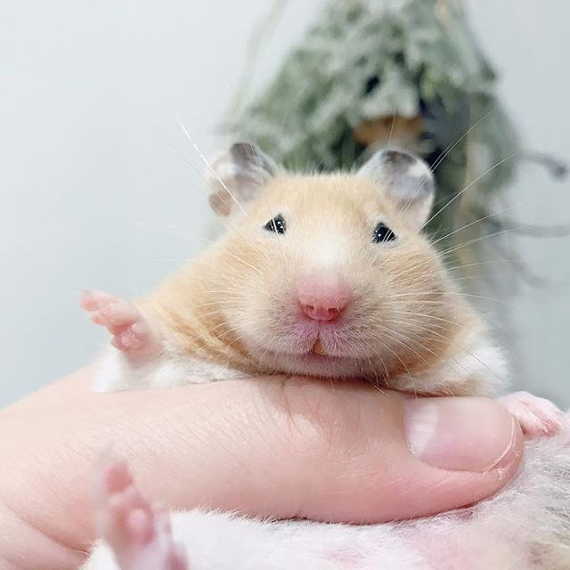 仓鼠玩累了倒头就睡,为确保鼠鼠睡眠充足,还请饲主“手下留情”