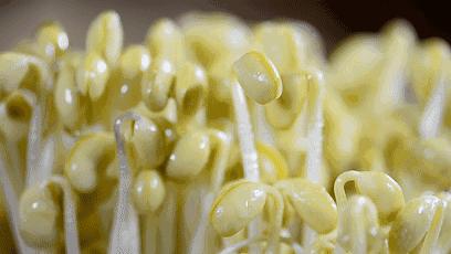 怎样挑选豆芽才是正确的,豆芽长的好吃还是短的好吃