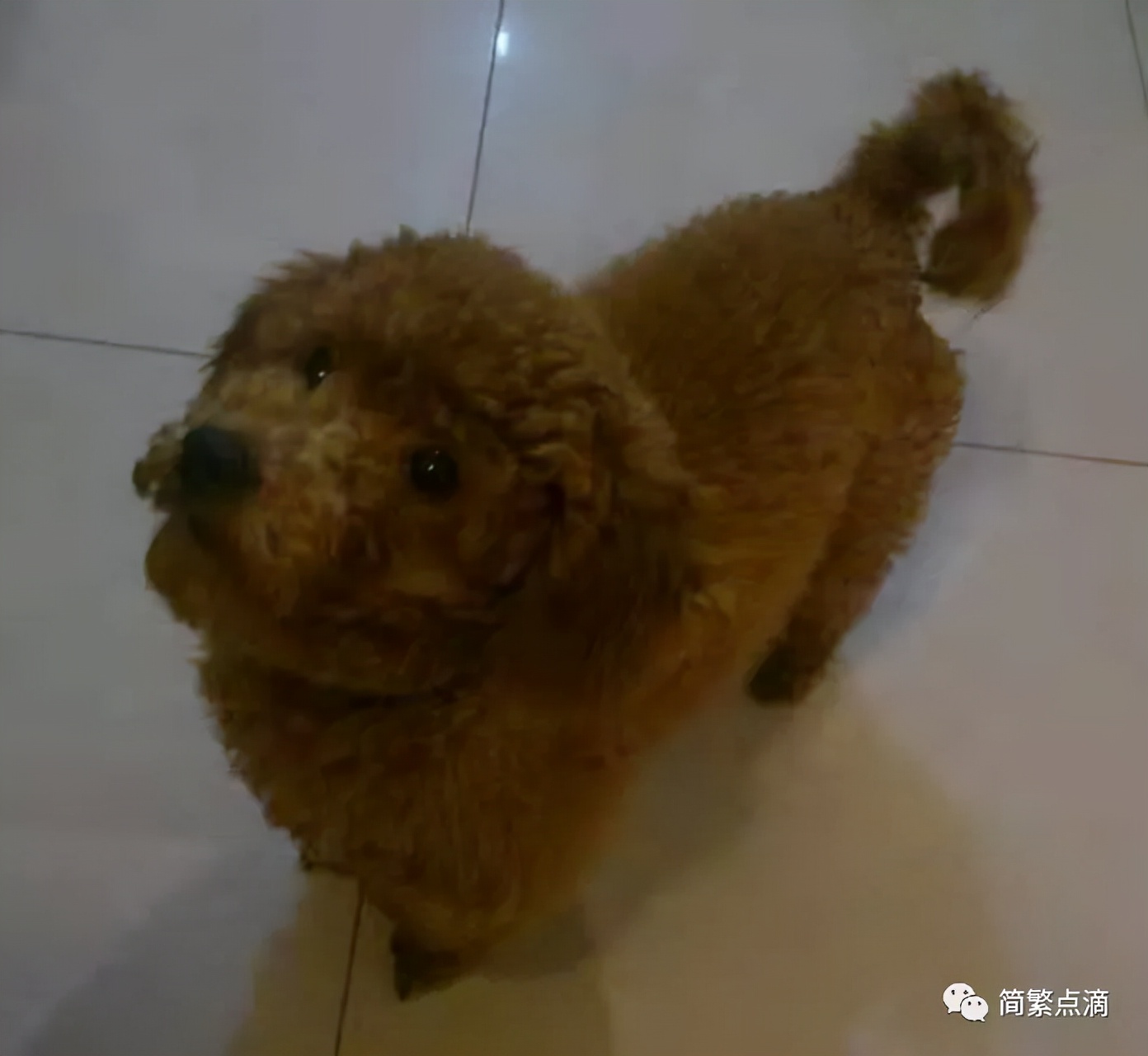 我想我家的哈里了