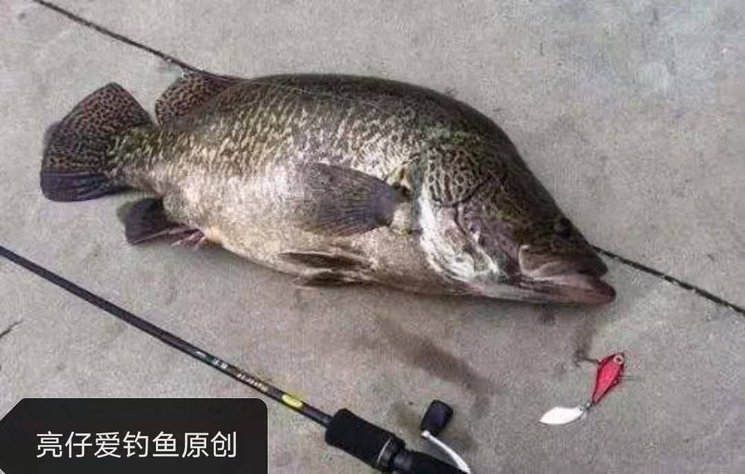 背上带毒刺的鱼,背上刺有毒的鱼