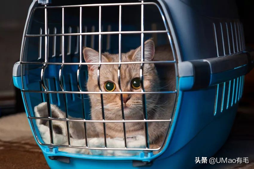 小猫咪托运怎样才最安全,如何托运小猫咪