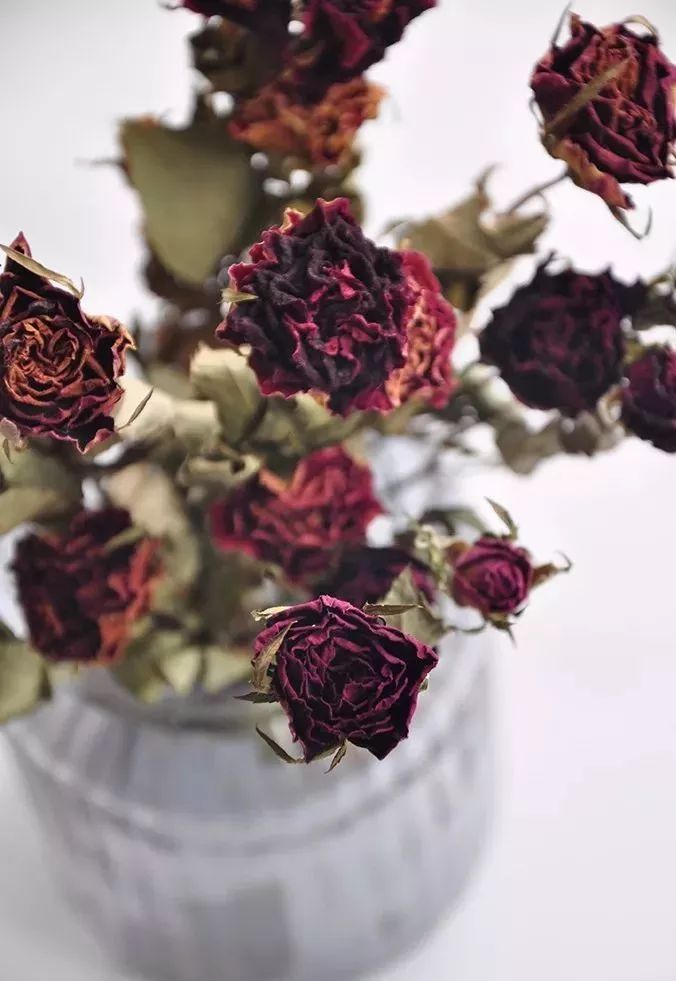 适合做干花的7种花,太阳花切花怎么做干花