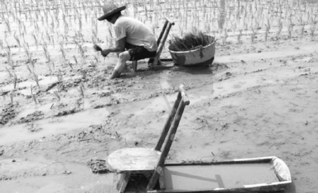 我国曾引领插秧机的发展,如今半数市场被外资占据:忆往昔看今朝