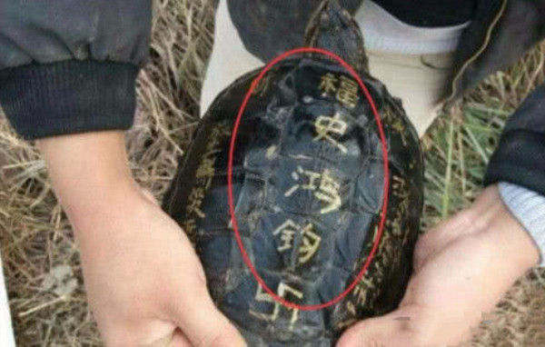 小伙在河边钓上来一只乌龟,老农偶然钓出一只乌龟