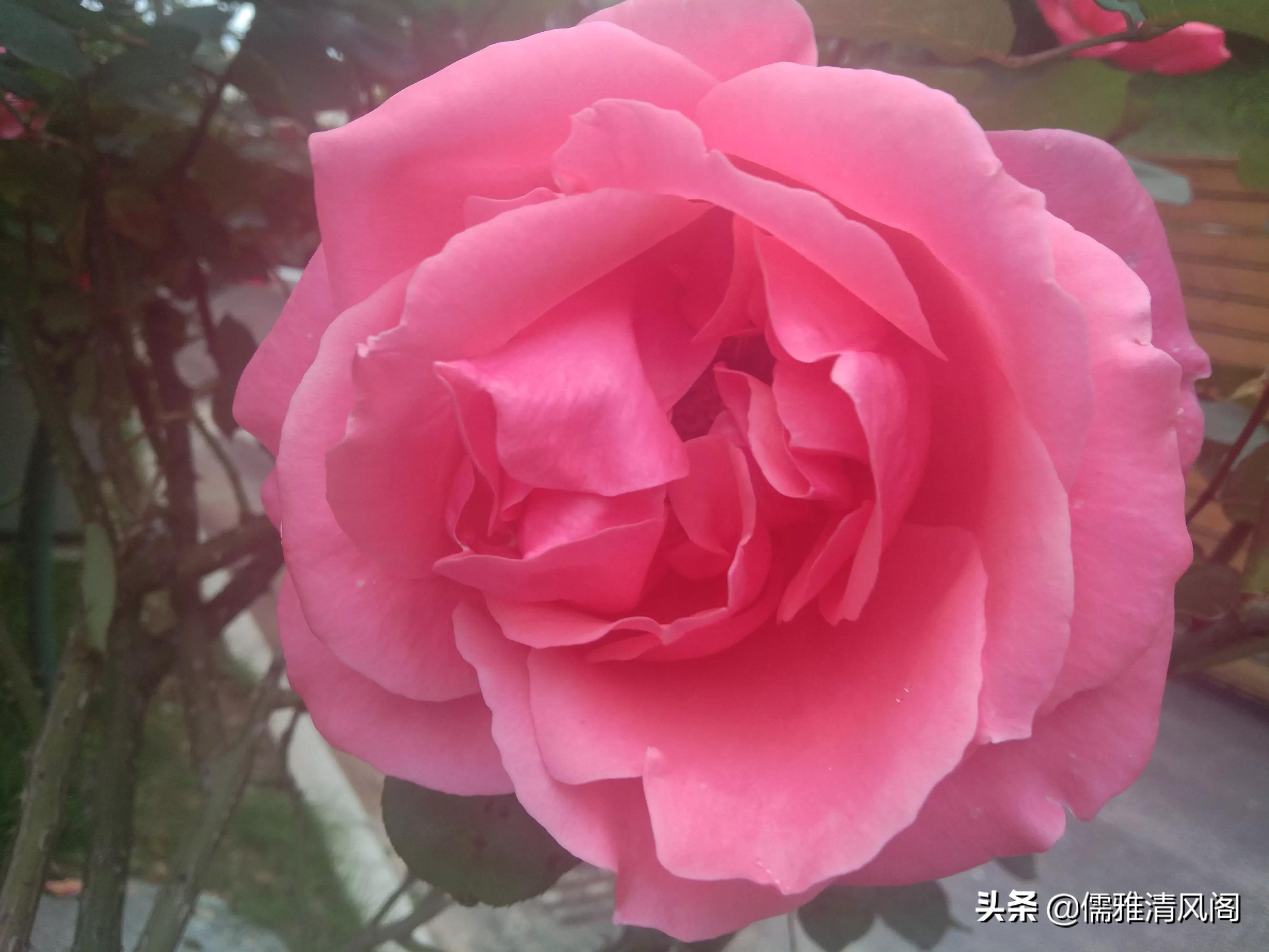 微小说讽刺哲理,微小说的优点