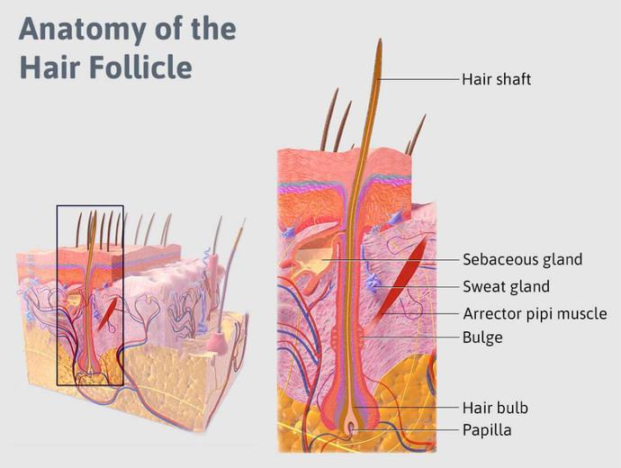 胸毛、腋毛、阴毛，进化为何留下它们？