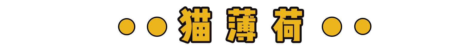 新到家猫咪需要做什么体检,猫咪到家第一夜铲屎官怎么做