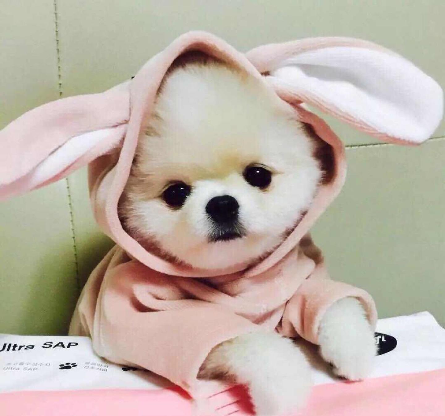 人类禁止*亲近**繁殖，为什么却让狗“回交”？甚至品种越纯越好？