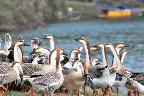 鹅的养殖技术与经济效益,鹅的养殖技术和鹅饲料公司地址