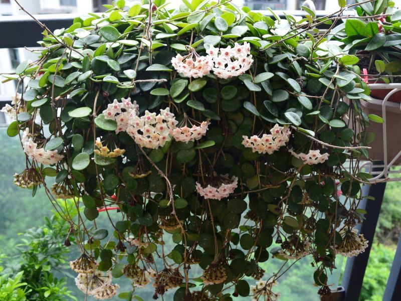 十种养不死有香味的花的室内绿植,四季常开花的室内绿植品种