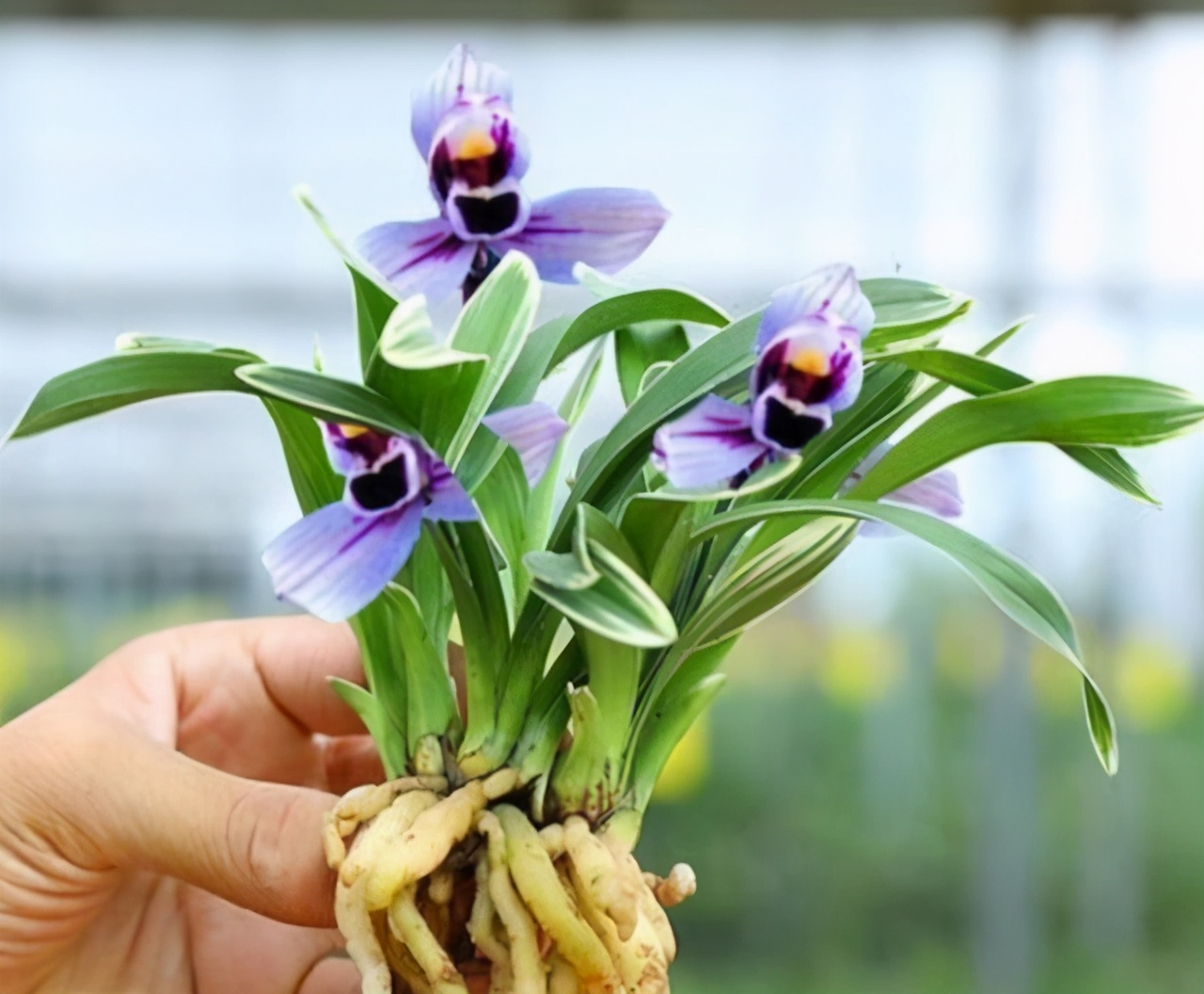 建兰色花“紫月荷”花色神秘冷艳，香味浓郁持久，叶带金边又好养