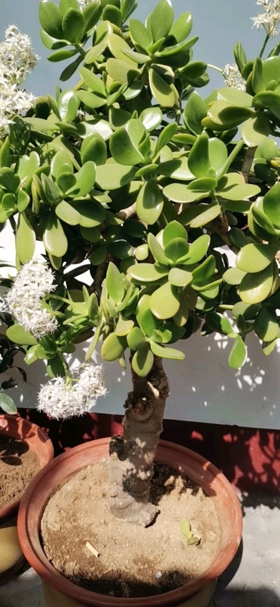 玉树怎么养能变老桩,玉树怎么养不死