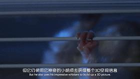 豆瓣9.1，看一次被萌一次，根本顶不住它们的可爱