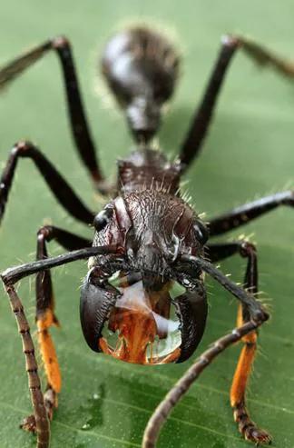 世界上最危险的两种树,世界上最危险的三个森林第三名