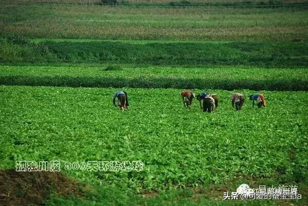 朝鲜七八十年代农村照片,80年代朝鲜老照片农村