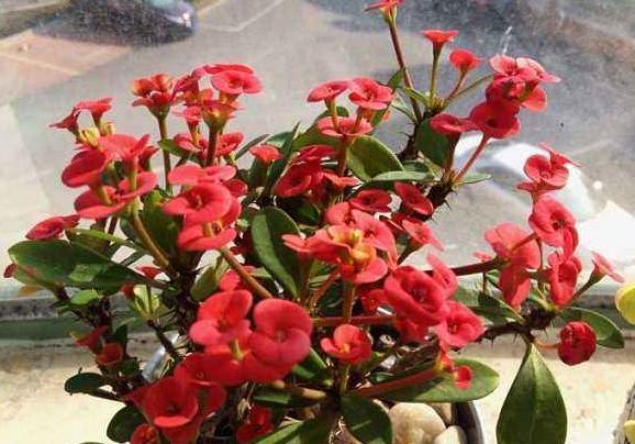 冬天什么时候买花最好,冬天买花注意事项