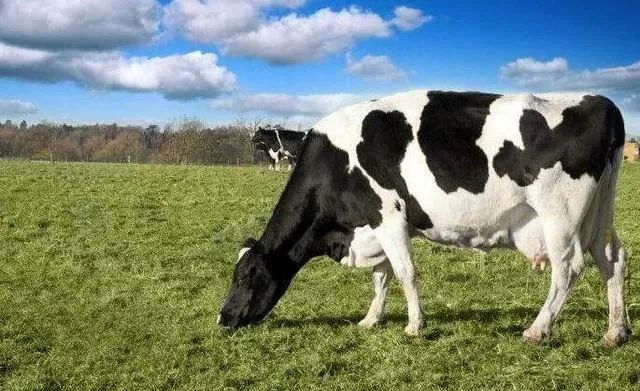 便宜奶粉就是劣质奶粉吗,高价奶粉和低价奶粉区别