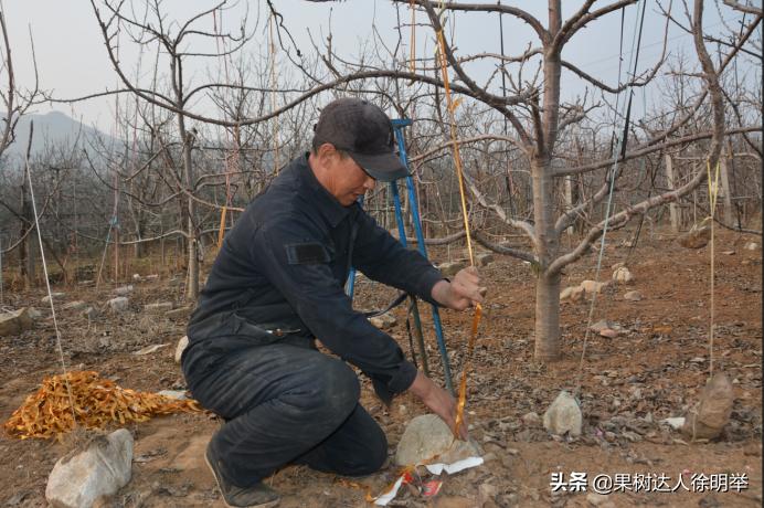 大樱桃枝叶过密怎么处理,大樱桃整形修剪中存在的问题