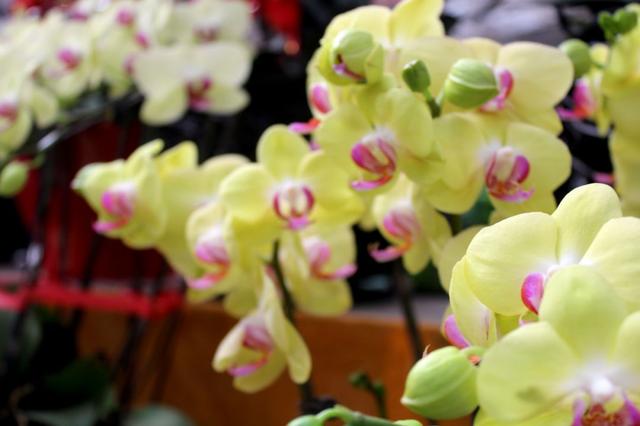 西安三桥附近哪里有花卉市场,西安北二环大明宫花卉市场地址