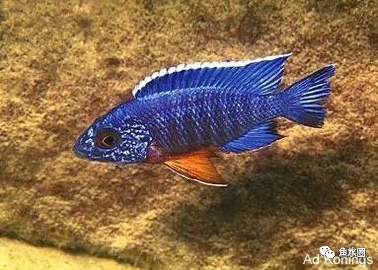 三湖慈鲷马鲷孔雀珍珠系能长多大,三湖慈鲷之孔雀