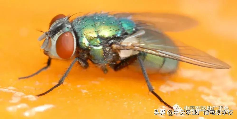 农业害虫分类大全,农业害虫分类及杀虫剂