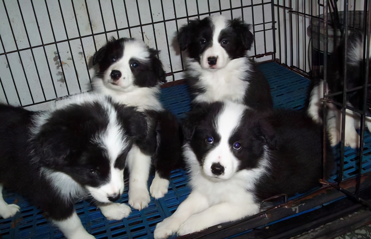 狗狗买什么品种最合适,怎么给狗狗选择宠物狗品种