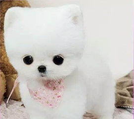 博美怎么不会听话,博美害怕出门怎么办