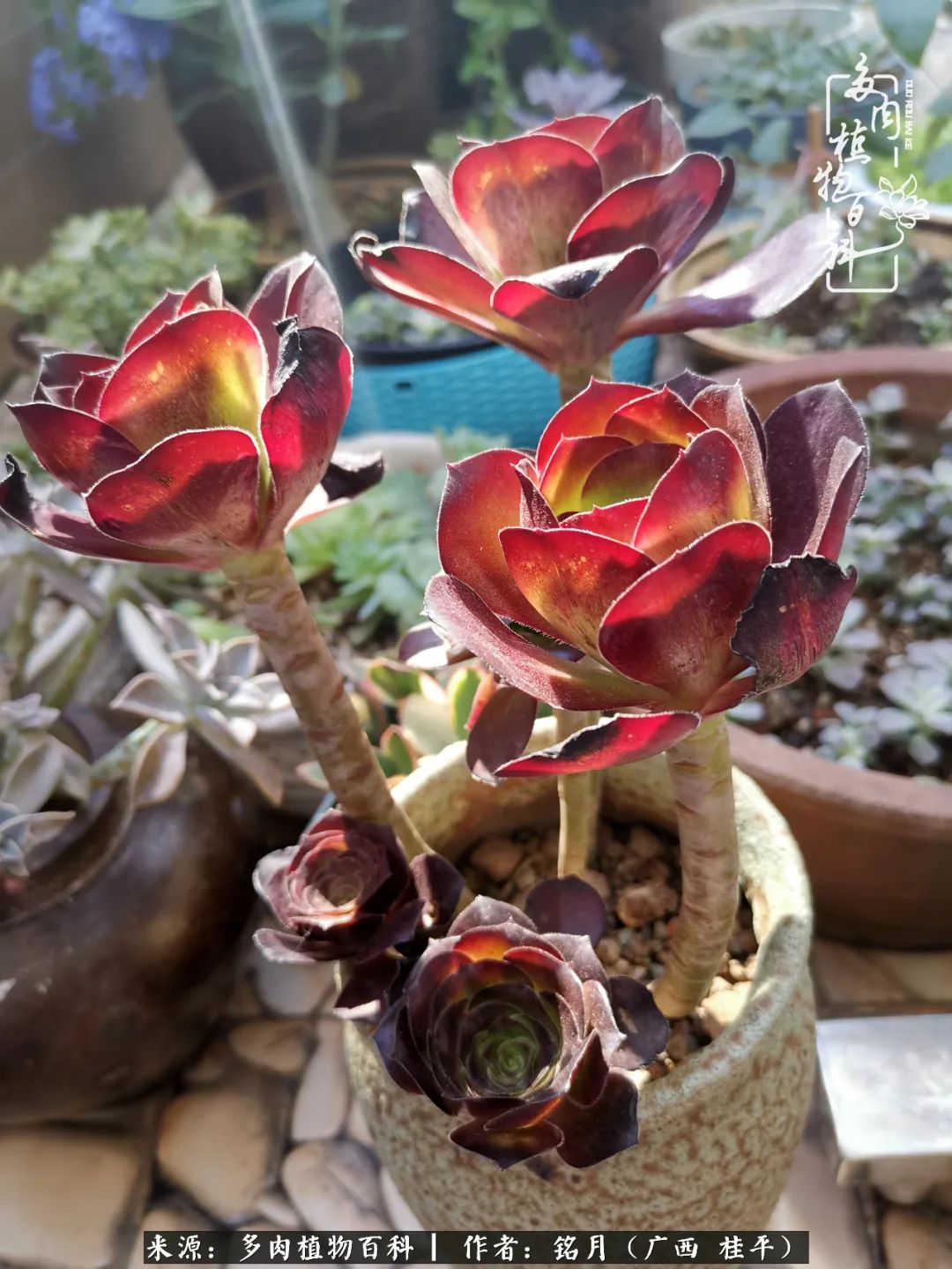 多肉怎么养出色彩,多肉很容易出现美丽的色彩