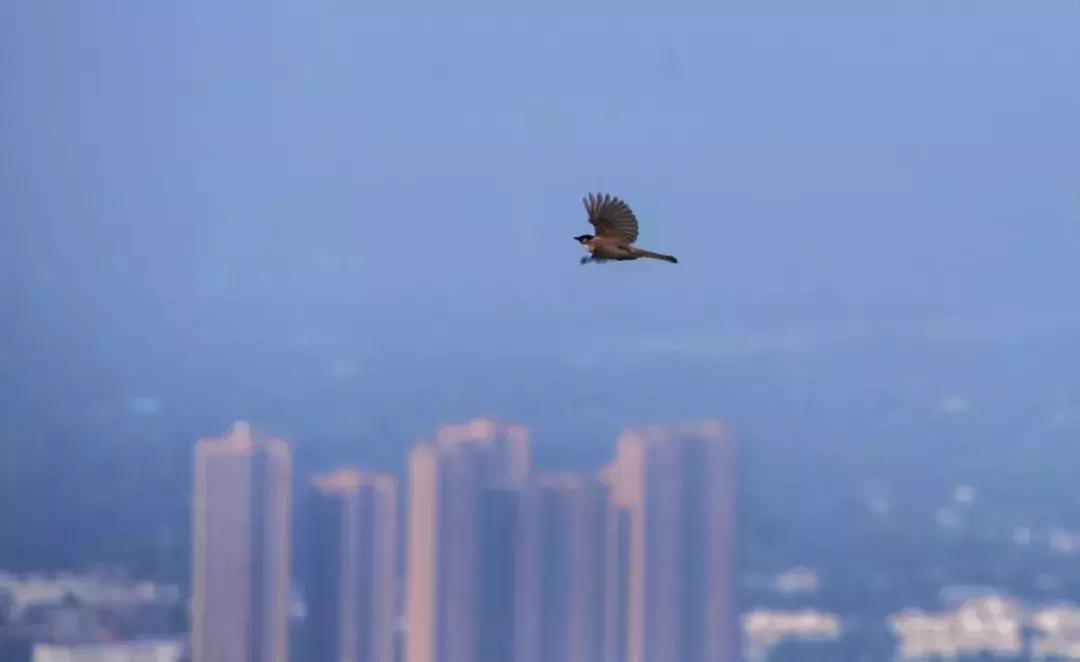 龙泉山山顶看美景,美丽的龙泉山