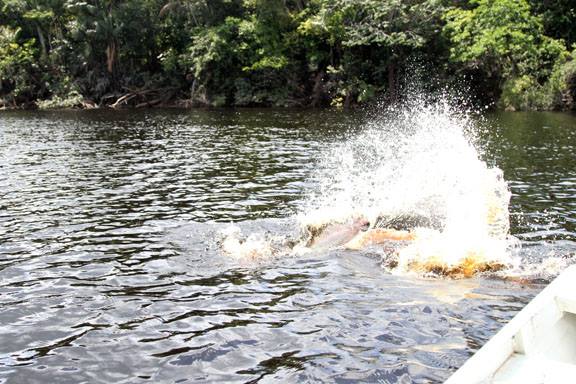 钓亚马逊神秘鱼种,游钓亚马逊河纪录片