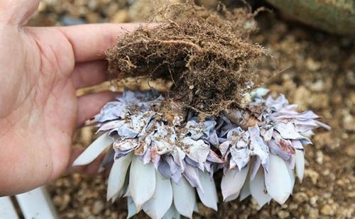 蓝石莲长蚧壳虫,多肉蓝石莲耐冻吗