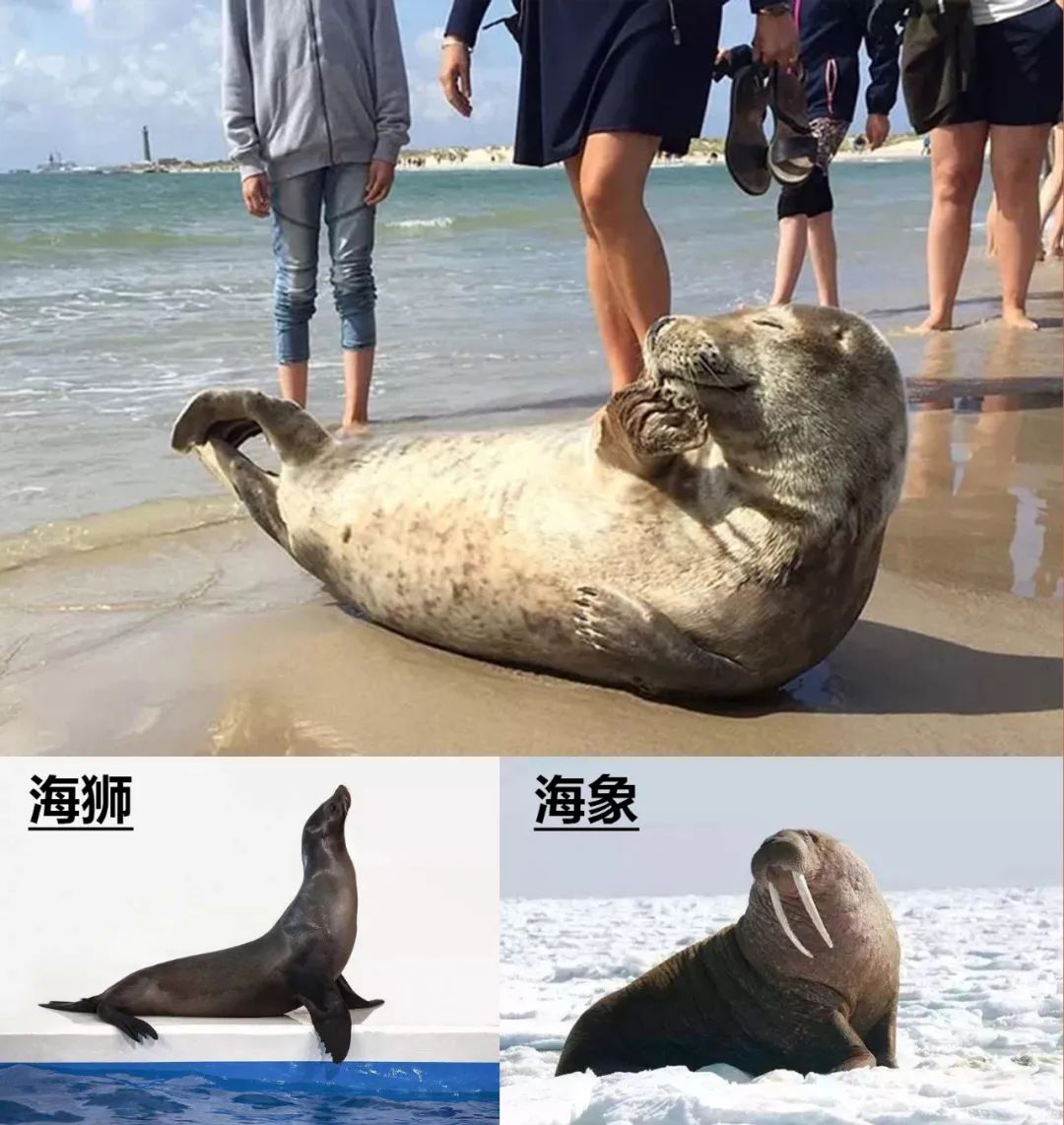 这届年轻人有多清醒,这届年轻人怎么爱上吸熊猫的